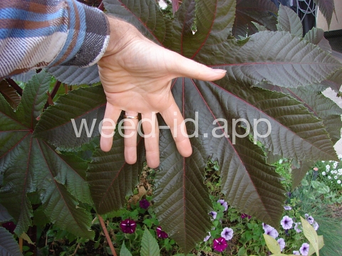 castorbean